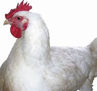 Image result for Cool Chicken Backgrounds