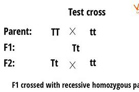 Image result for Test Cross