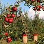 Image result for National Johnny Appleseed Day