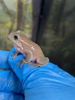 Image result for White's Tree Frog with Hat