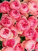 Image result for Pink Photo Gallery