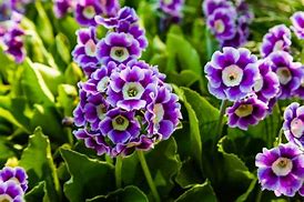 Bildergebnis für Primula auricula Mojave