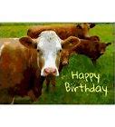 Image result for Cow Birthday Meme