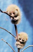 Image result for Slow Loris Babbies