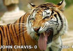Image result for Funny LSU Football Memes