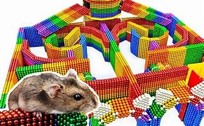Image result for Hamster Maze