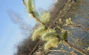 Image result for Pussy Willow Bushes