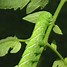 Image result for "tomato-hornworm"