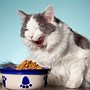 Image result for Vegetarian Cat Food