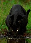 Image result for Panther Drinking Water Side View