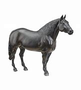 Image result for Cherry Creek Fonzie Merit Canadian Horse