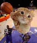 Image result for Cat Basketball Wallpaper