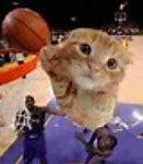 Image result for MTM Basketball Cat