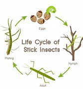 Image result for Spiny Leaf Insect Life Cycle