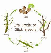 Image result for Leaf Insect Life Cycle