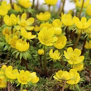 Image result for Eranthis cilicica