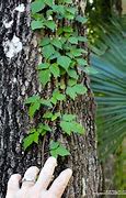 Image result for Poisonous Tree in Florida