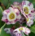 Image result for Primula auricula Raleigh Stripe