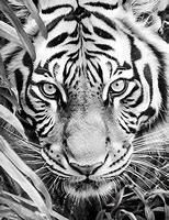 Image result for Realistic Tiger Coloring Pages