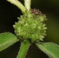 Image result for caprifoliaceae
