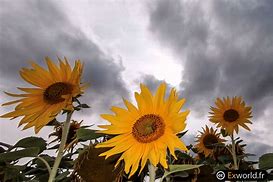 Image result for Sunflower Phone Background
