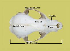 Image result for Baby Raccoon Skull