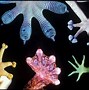 Image result for Biomimicry Animals