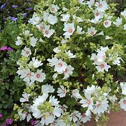 Image result for Lavatera Mary Hope