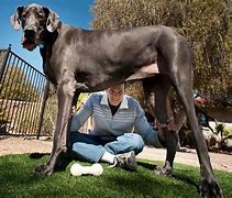 Image result for Biggest Dog in the World Ever Recorded