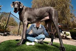 Image result for Tallest and Biggest Dog in the World