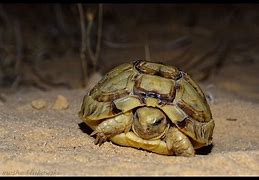 Image result for Testudo werneri