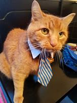 Image result for Business Cat Meme with White Background