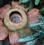 Image result for The Biggest Plant Seed