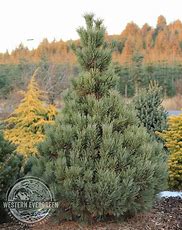 Image result for Pinus strobiformis Loma Linda