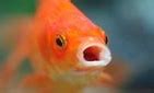 Image result for iPhone 6s Fish Wallpaper