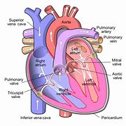 Image result for Recover CPR Heart Structure