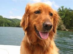 Image result for Cho Golden Retriever