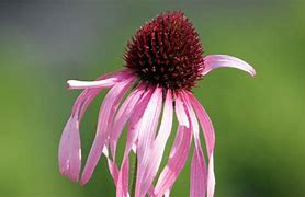 Image result for Echinacea purpurea Sundown ®