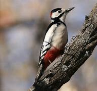 Image result for Dendrocopos leucopterus