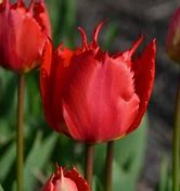 Image result for Tulipa Robbedoes