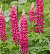 Image result for Lupinus The Pages