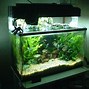Image result for Small Tropical Freshwater Fish