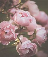 Image result for Dusty Pink Aesthetic