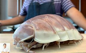 Image result for giant sea isopods foods