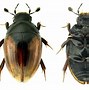 Image result for Calorhamphus Megalaimidae
