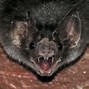 Image result for South American Vampire Bat