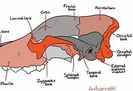 Image result for Animal Skull Anatomy