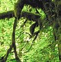 Image result for Tropical Rainforest Canopy Layer