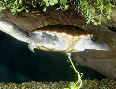 Image result for Chelodina reimanni