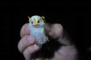 Image result for albinos bats costa rica